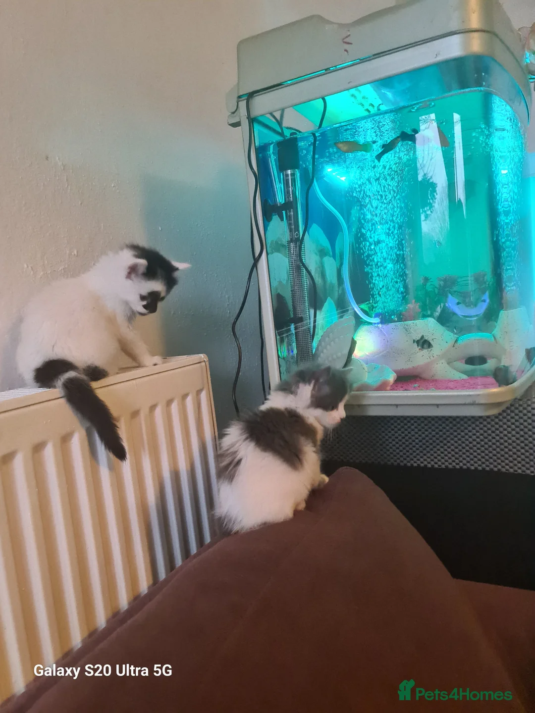 Siberian cats for sale: Kittens - Advert 23