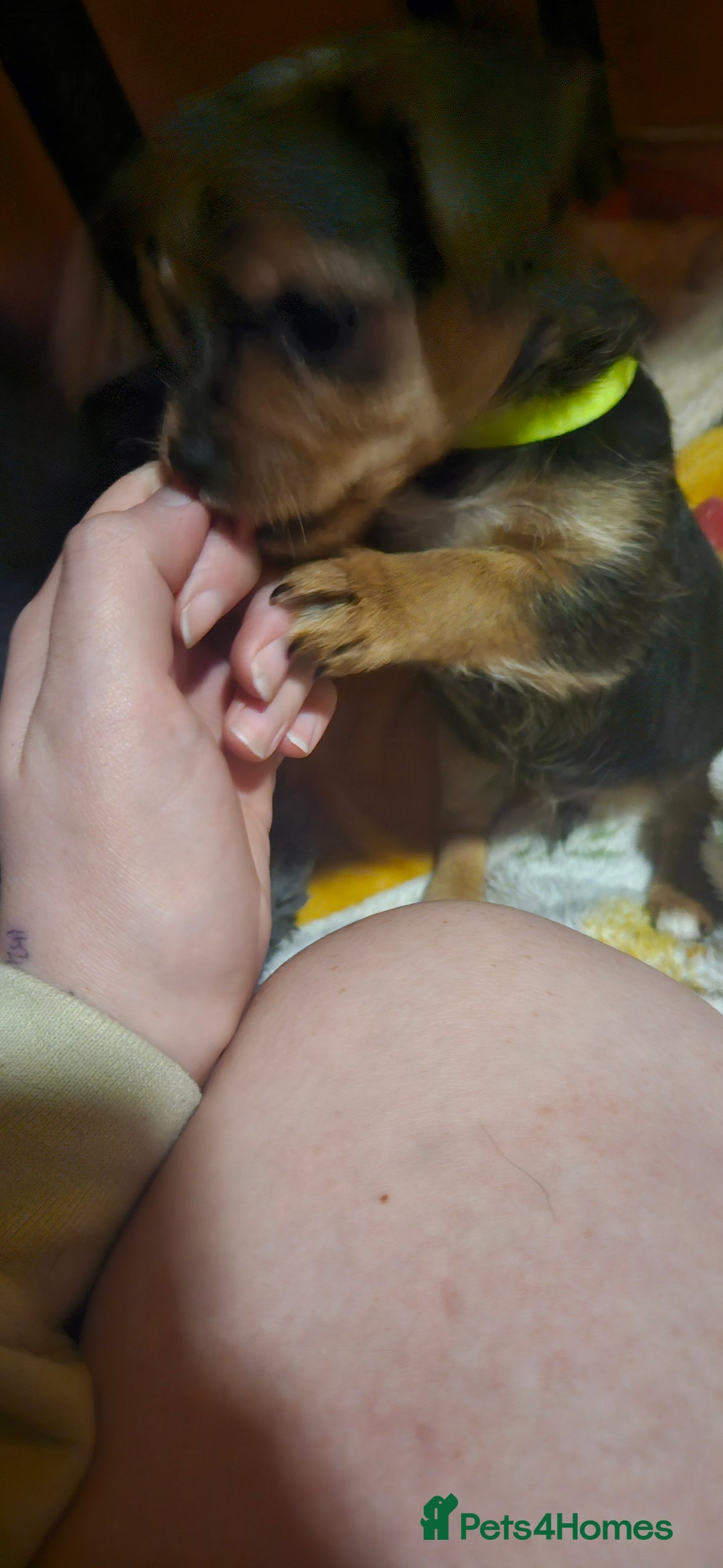 Mixed Breed dogs for sale:  **  yorkshire x full sized yorkshire terrier - Advert 23