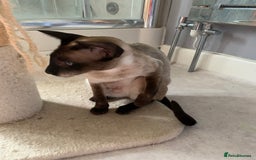 Siamese cats for sale: 3 half Siamese kittens  - Image 14