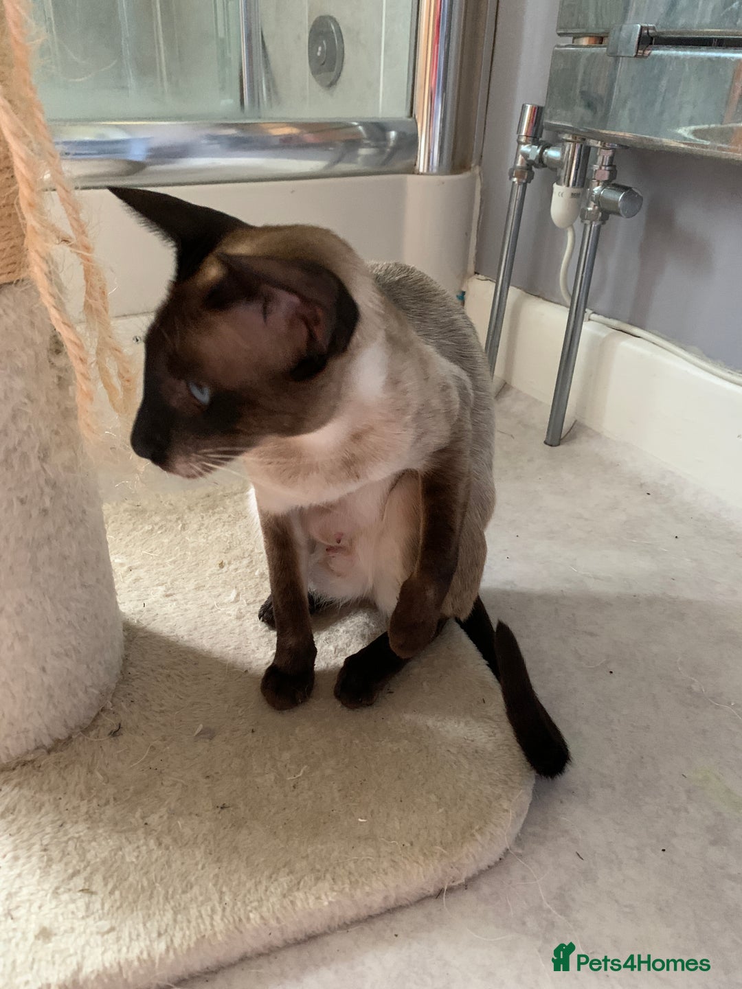 Siamese cats for sale: 3 half Siamese kittens  - Image 14