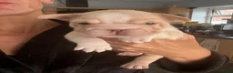 French Bulldog dogs for sale: Exotic French bulldog puppies/Health Tested Parent in Stoke-on-Trent - Advert 31