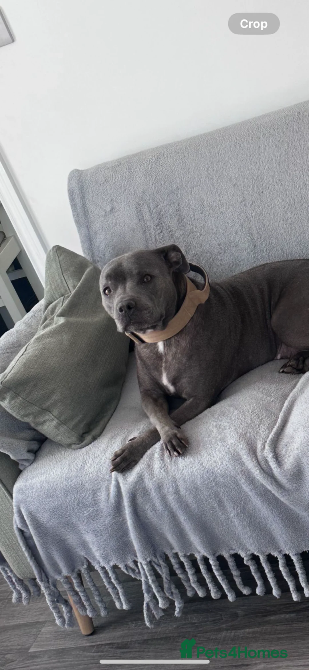 Staffordshire Bull Terrier dogs for sale: Staffordshire Bull Terry - Advert 1