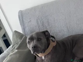 Staffordshire Bull Terrier dogs Staffordshire Bull Terry - Advert 1