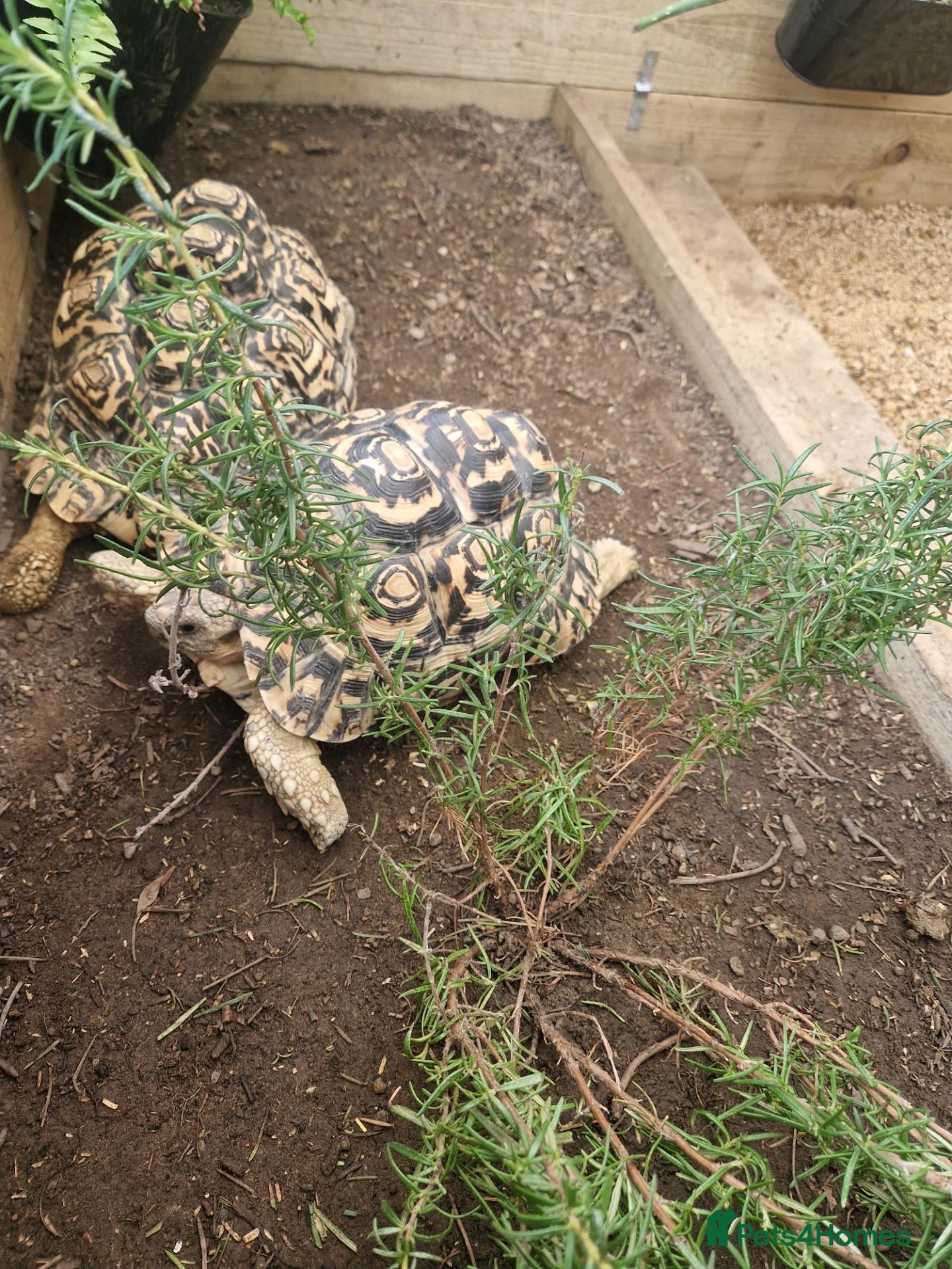 Tortoise reptiles Leopard tortoises - Advert 1