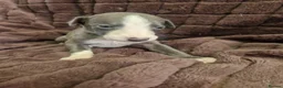 Whippet dogs for sale: Whippet pups  - Advert 3