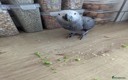 Parrots birds for sale: African grey parrot (Skittles) - Image 6