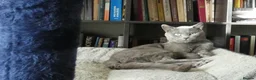 Russian Blue cats for sale: Pure Russian Blue kittens - Advert 10