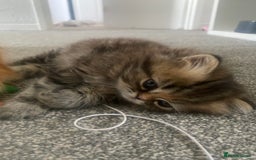 Persian cats for sale: Persian kitten still looking for her forever home  in Gateshead - Image 22