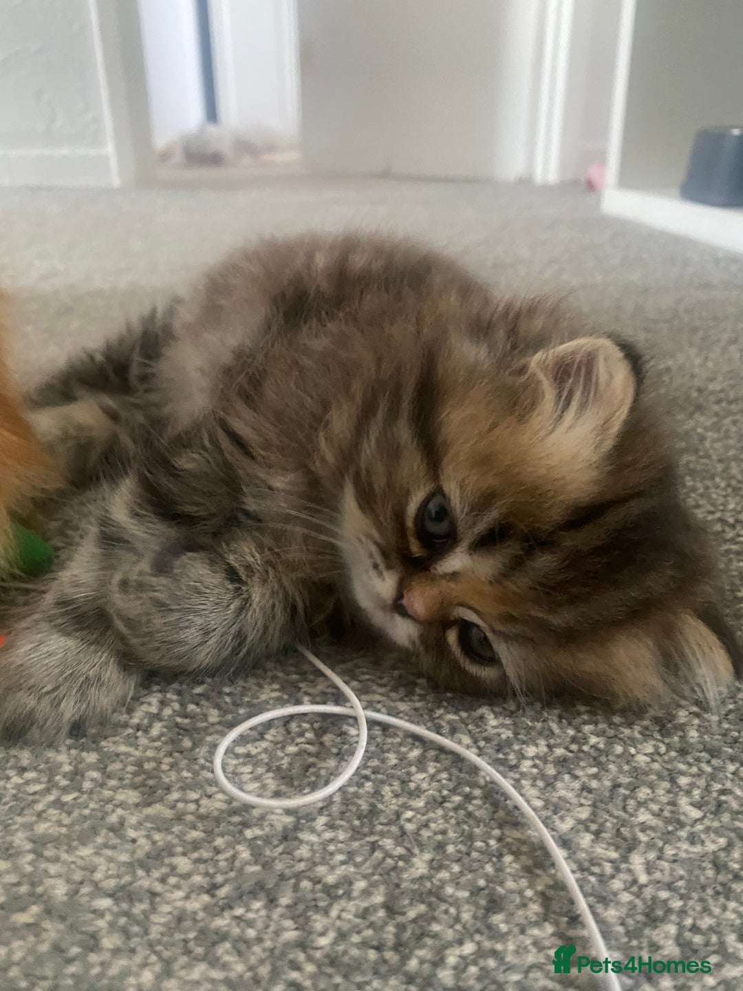 Persian cats for sale: Persian kitten still looking for her forever home  in Gateshead - Image 22