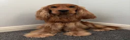 Cocker Spaniel dogs for stud: Show Cocker Spaniel at Stud  - Advert 2