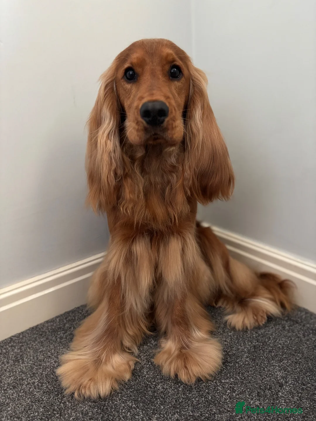 Cocker Spaniel dogs for stud: Show Cocker Spaniel at Stud  - Advert 2