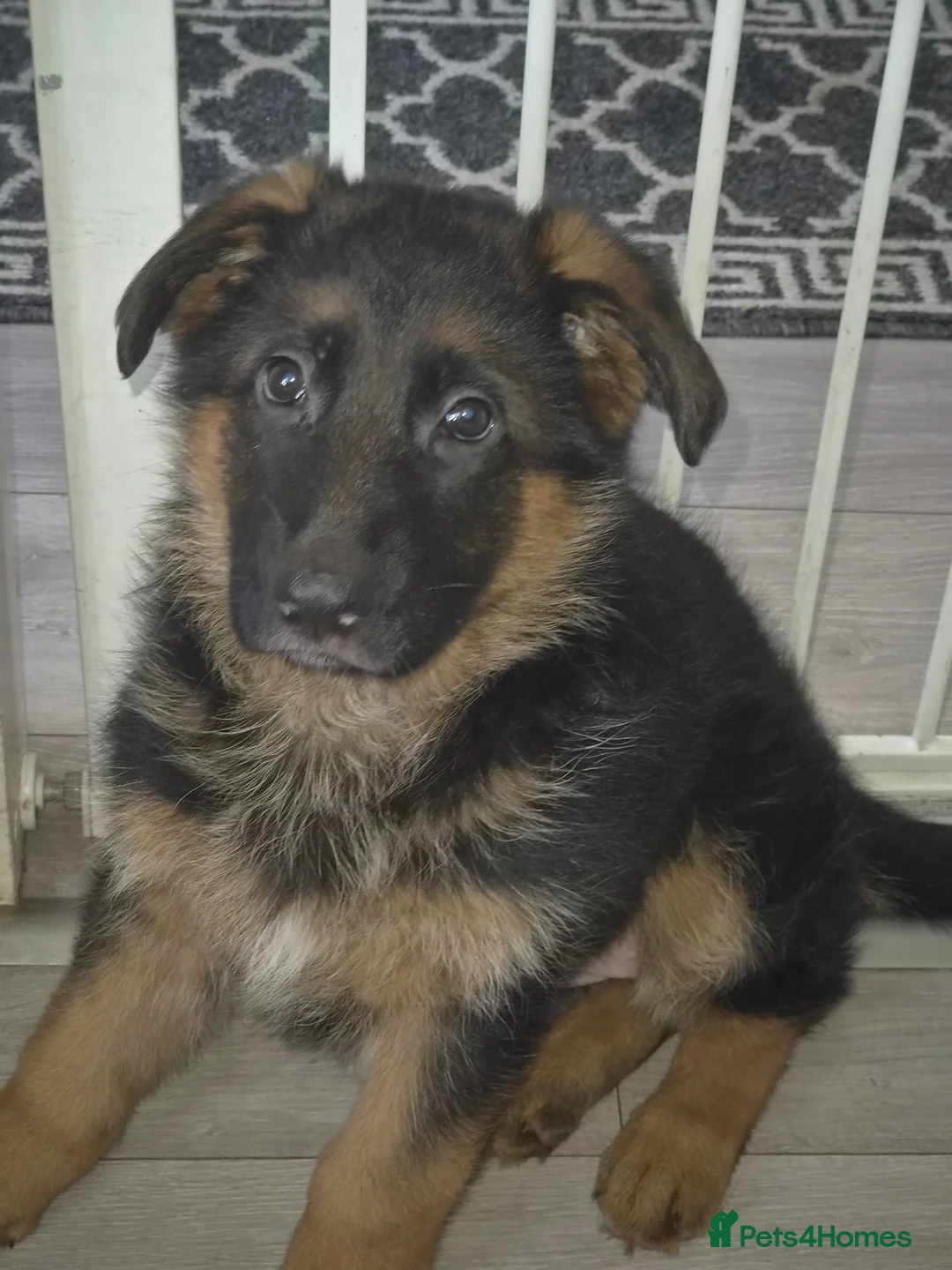 German Shepherd dogs for sale: Beautiful German shepherd puppies 1 left - Advert 2