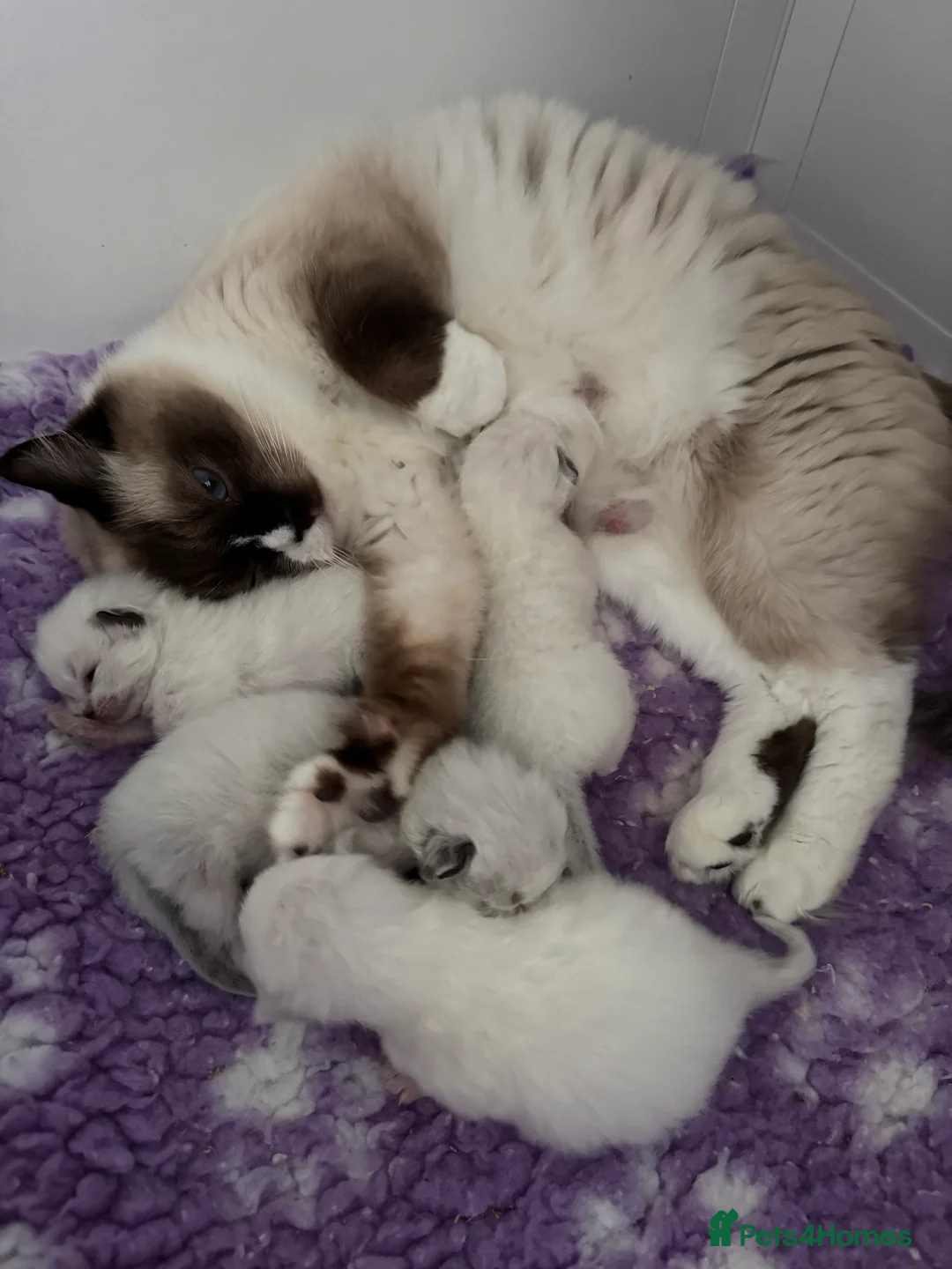 Ragdoll cats for sale: Champion Sired Female Ragdoll - Advert 2