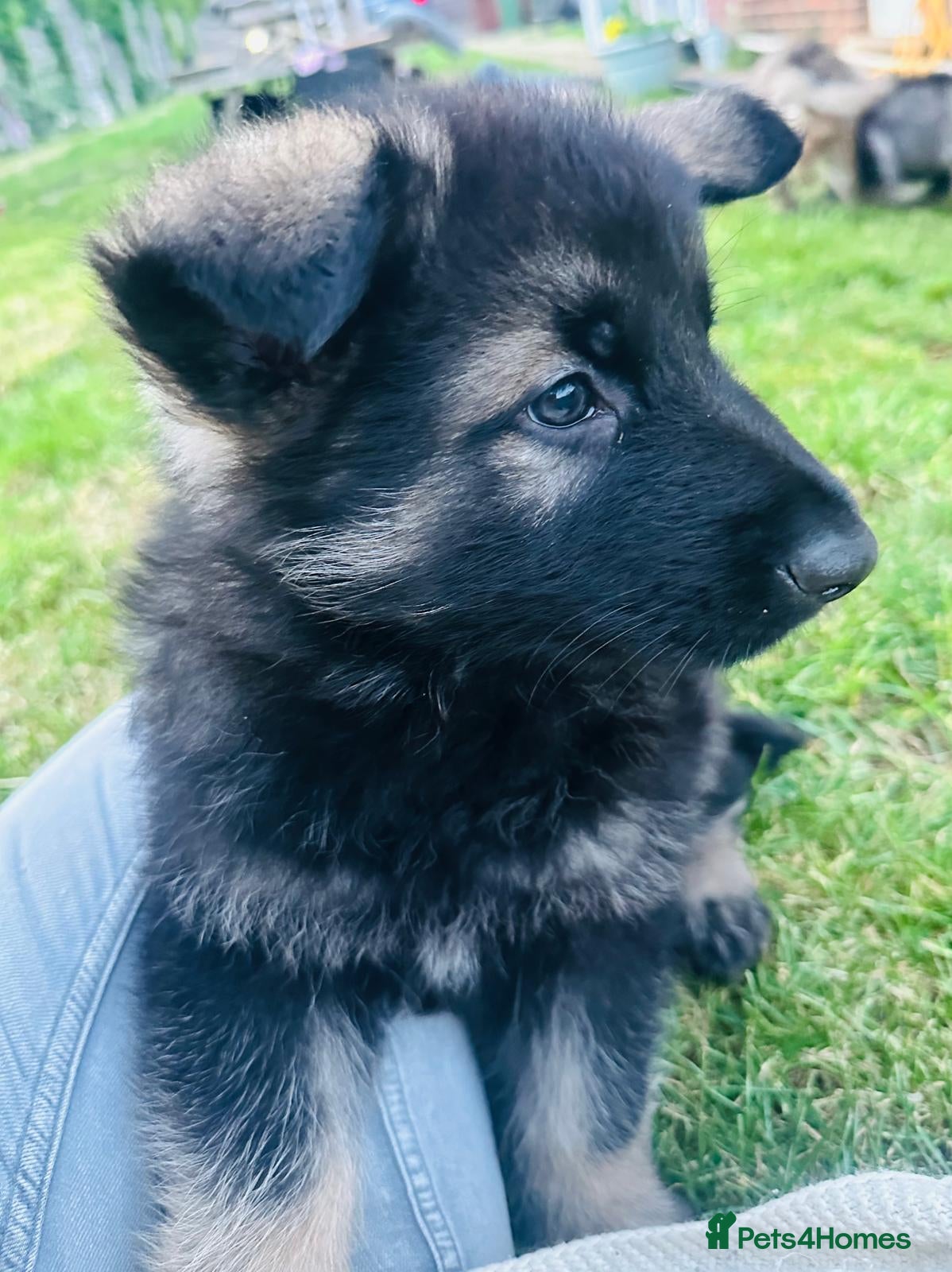 German Shepherd dogs German Shepherd Puppies (Last 2 boys!!) - Advert 5