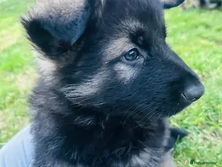 German Shepherd dogs German Shepherd Puppies (Last 2 boys!!) - Advert 4