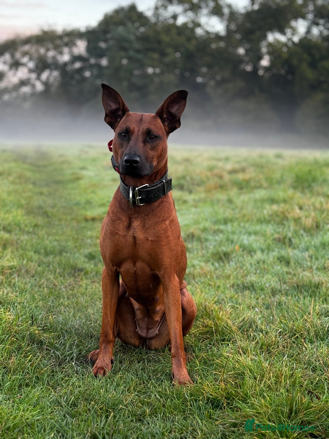 Mixed Breed dogs for sale: 75% working dobermanns Reduced price on final 2!!! - Advert 10