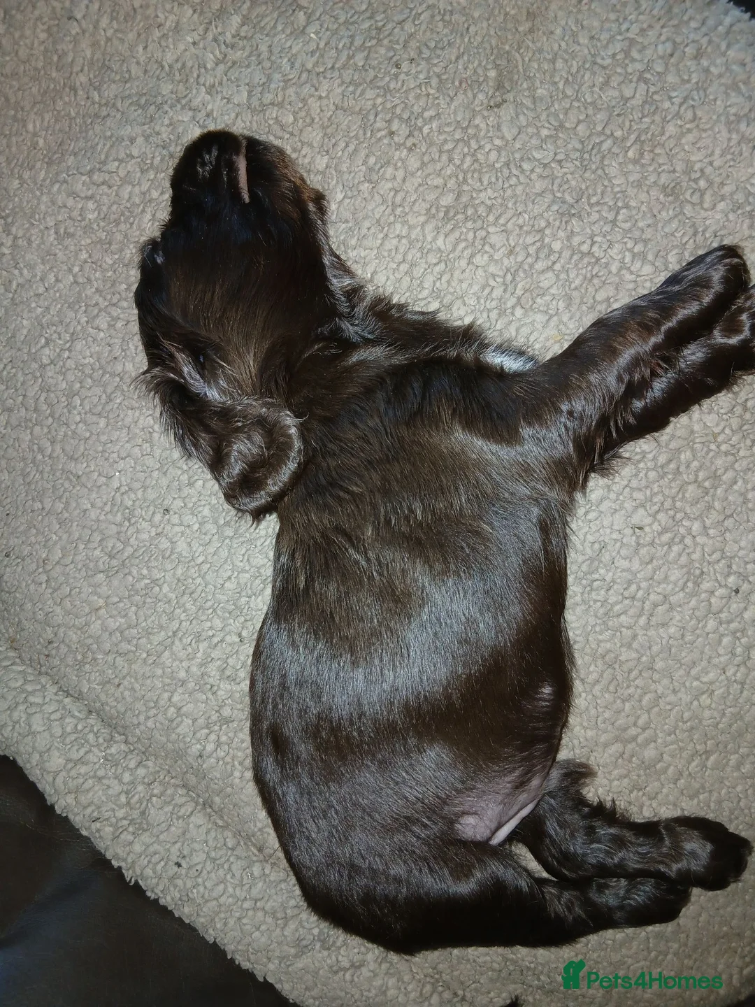 Cocker Spaniel dogs for sale: Chocolate cocker spaniel male puppy  - Advert 7