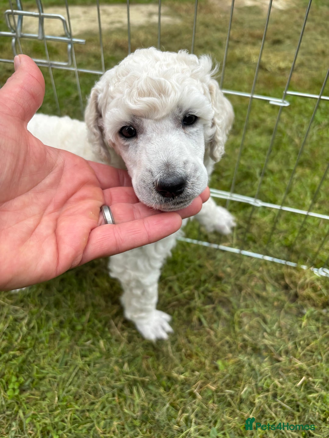 Standard Poodle dogs for sale: Standard poodle  - Image 13