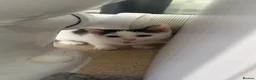 Mixed Breed cats for sale: Female Kittens  - Advert 7