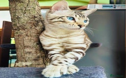 Bengal cats for sale: Snow lynx bengal kittens - Image 11