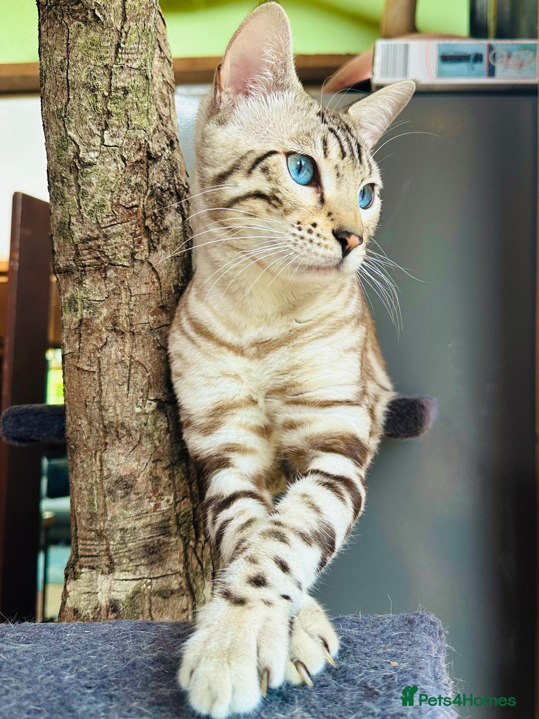 Bengal cats for sale: Snow lynx bengal kittens - Image 11