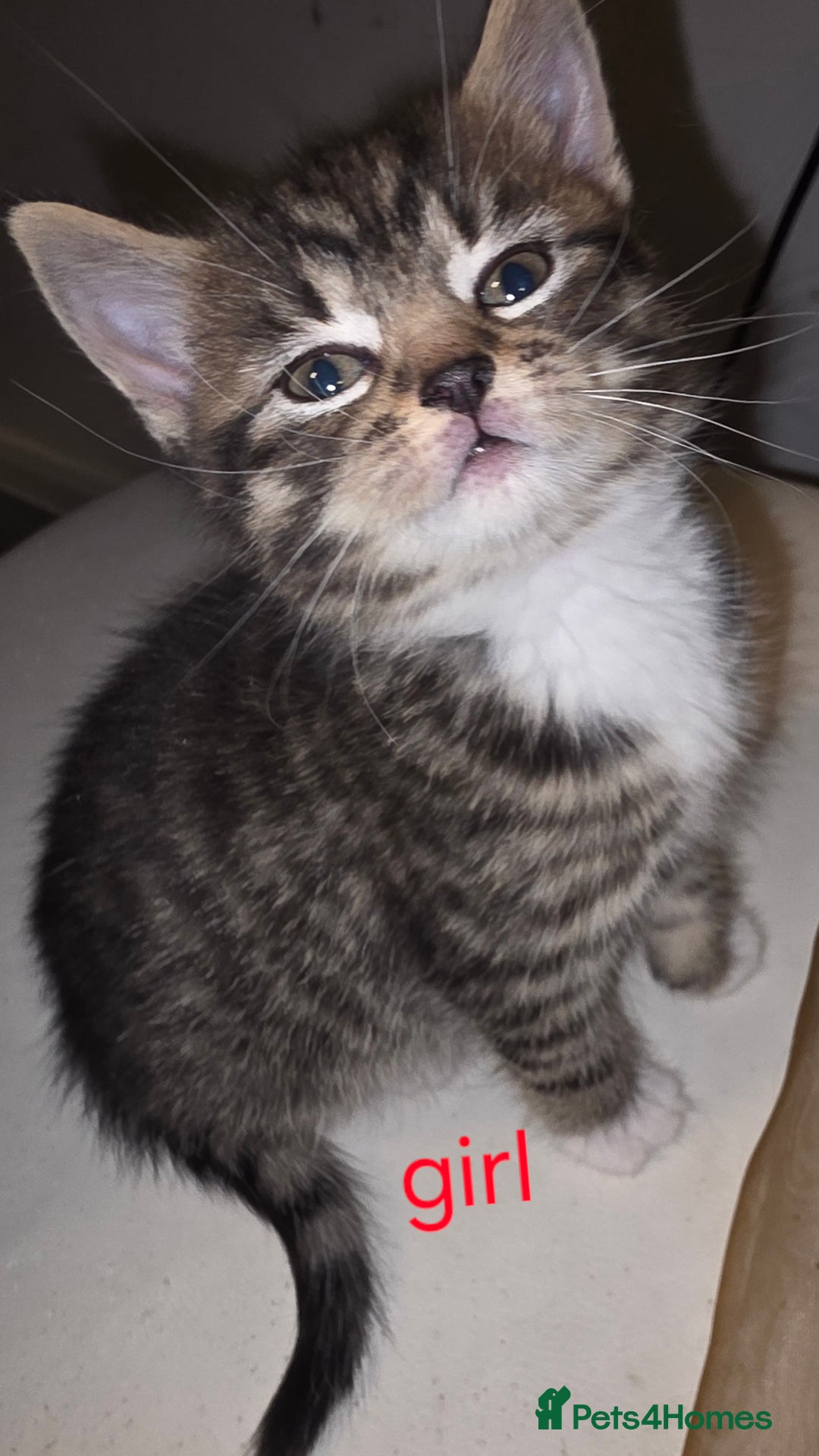 Mixed Breed cats for sale: Kittens - Advert 8