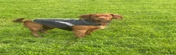 Cocker Spaniel dogs for stud: Health Tested Red Cocker Spaniel Stud  in Middlesbrough - Advert 2