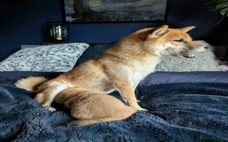 Japanese Shiba Inu dogs for sale: Lovely Shiba Inu Puppies, Last One Left - Advert 16