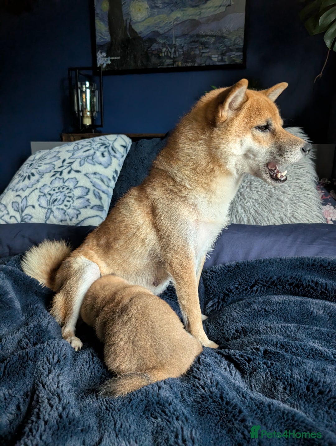 Japanese Shiba Inu dogs for sale: Lovely Shiba Inu Puppies, Last One Left - Advert 16