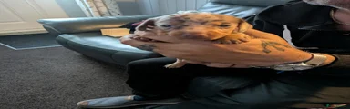 Boy