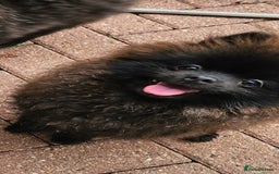 Pomeranian dogs for sale: Pomeranian Boy Pup - Image 7