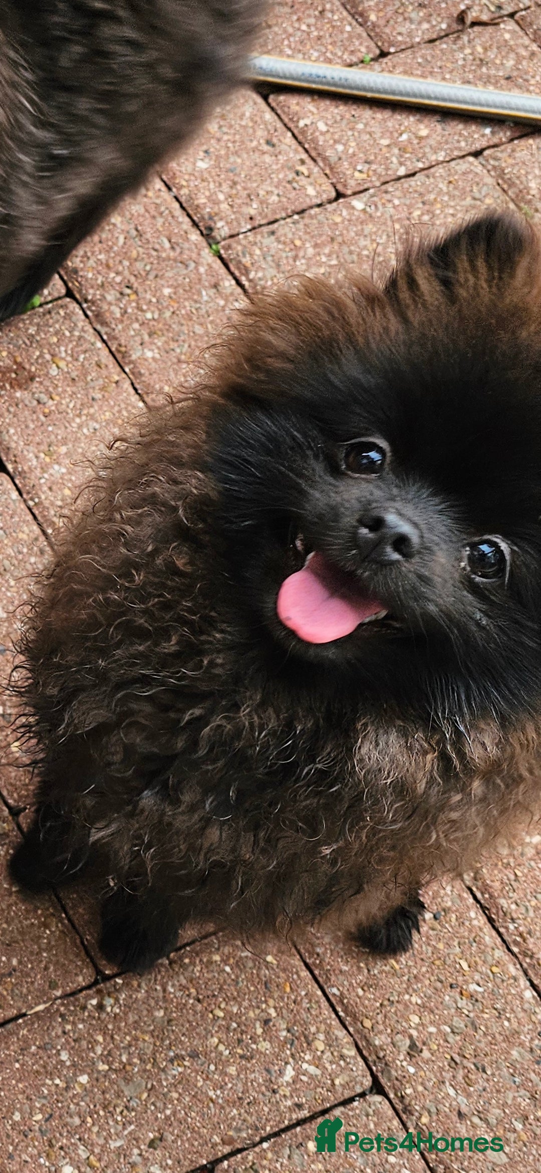 Pomeranian dogs for sale: Pomeranian Boy Pup - Image 7