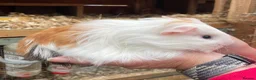 Guinea Pig rodents for sale: Baby Girl/Sows Guinea Pigs - Advert 8