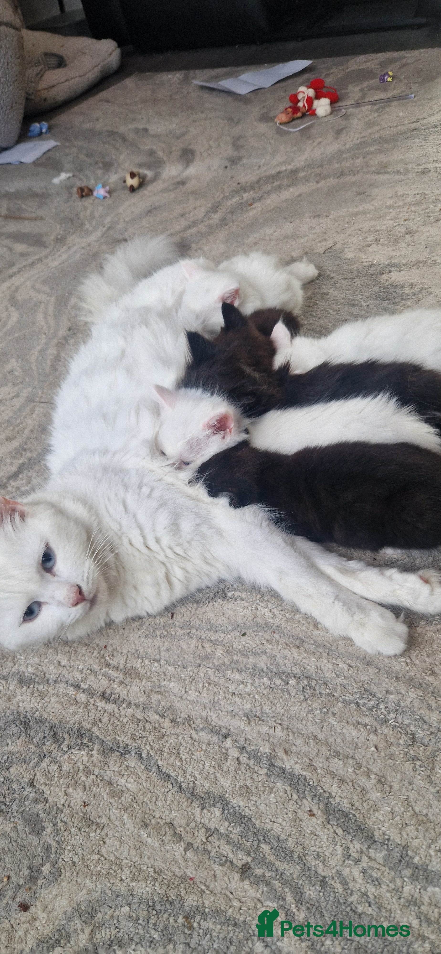 Mixed Breed cats Fluffy gorgeous soft fur kittens looking for 🏡  - Advert 2