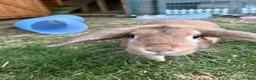 Mini Lop rabbits for sale: Neutered and vaccinated male rabbit - Advert 5