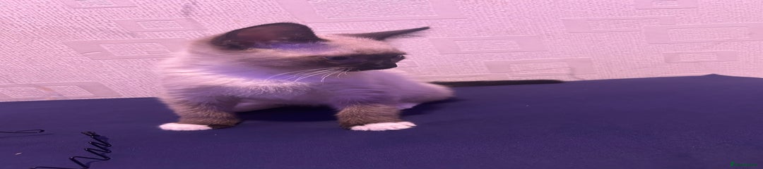 Ragdoll Kitten 1