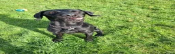 German Wirehaired Pointer dogs for adoption: Guppy - GWP x lab - Advert 5