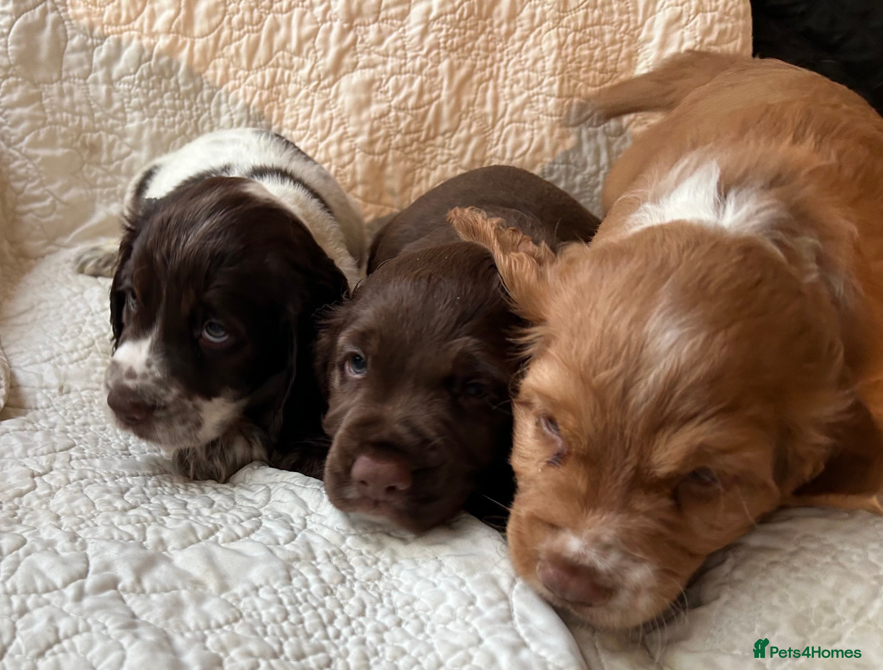 Cocker Spaniel dogs HEALTH-CHECKED KC REG WORKING COCKER SPANIELS - Advert 12