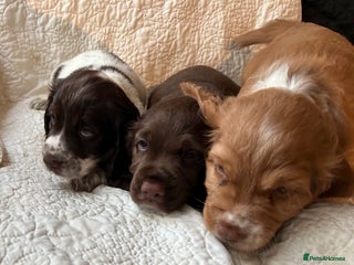 Cocker Spaniel dogs HEALTH CHECKED KC REG WORKING COCKER SPANIELS - Advert 14