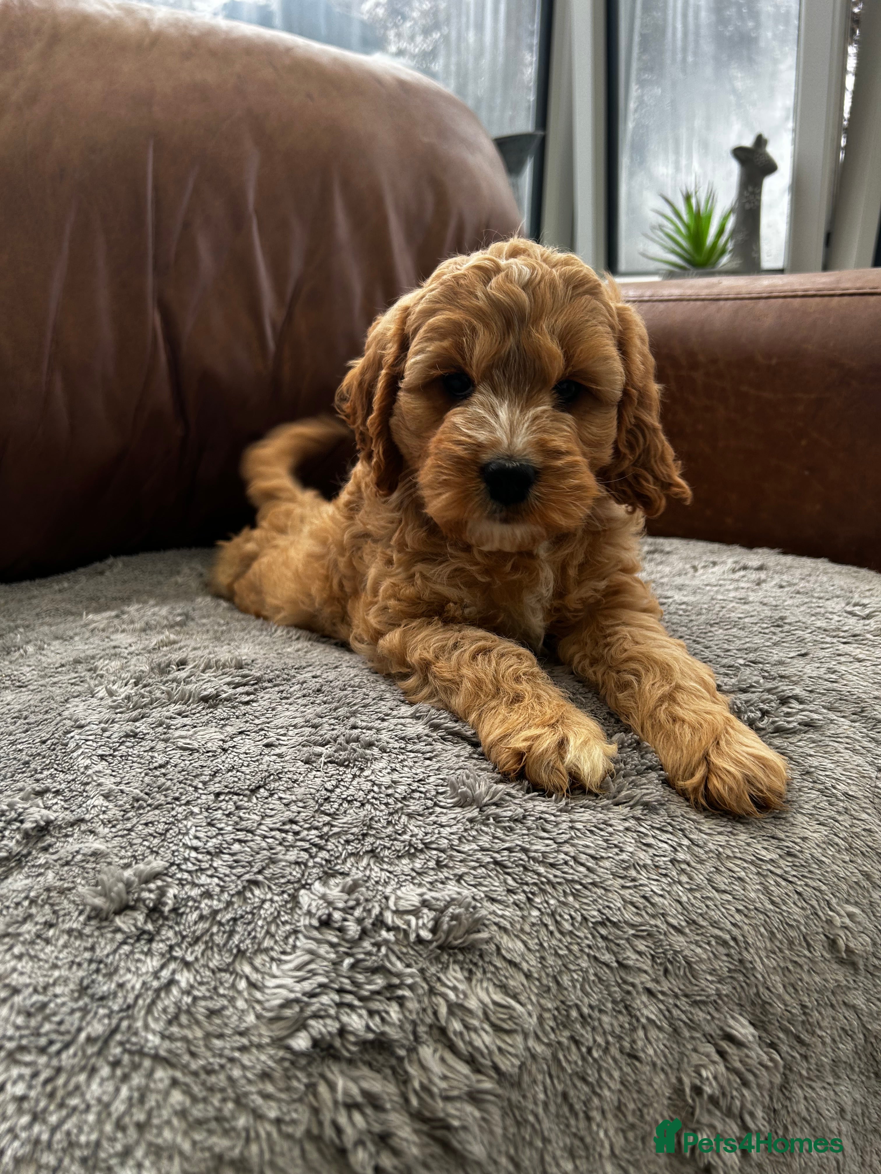 Cockapoo dogs LAST Girl Cockapoo Left  - Advert 1