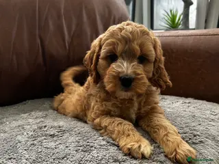 Cockapoo dogs LAST Girl Cockapoo Left - Advert 1