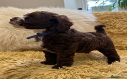 Mixed Breed dogs for sale: Mega Coated Schnockerpoo puppies - Image 27