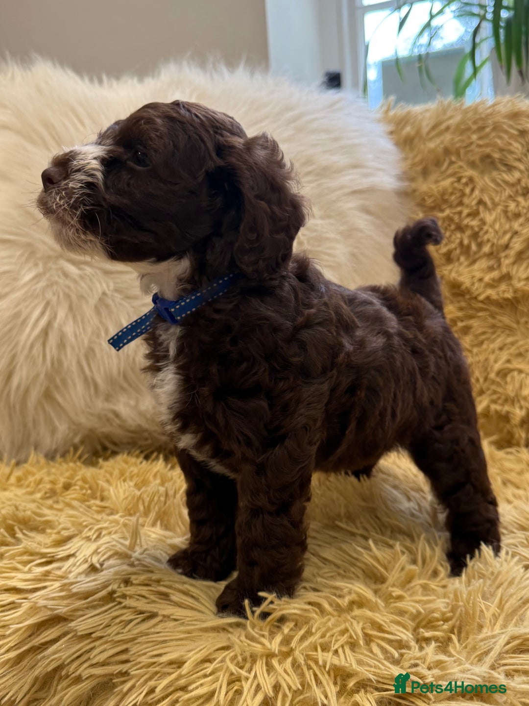 Mixed Breed dogs for sale: Mega Coated Schnockerpoo puppies - Image 27