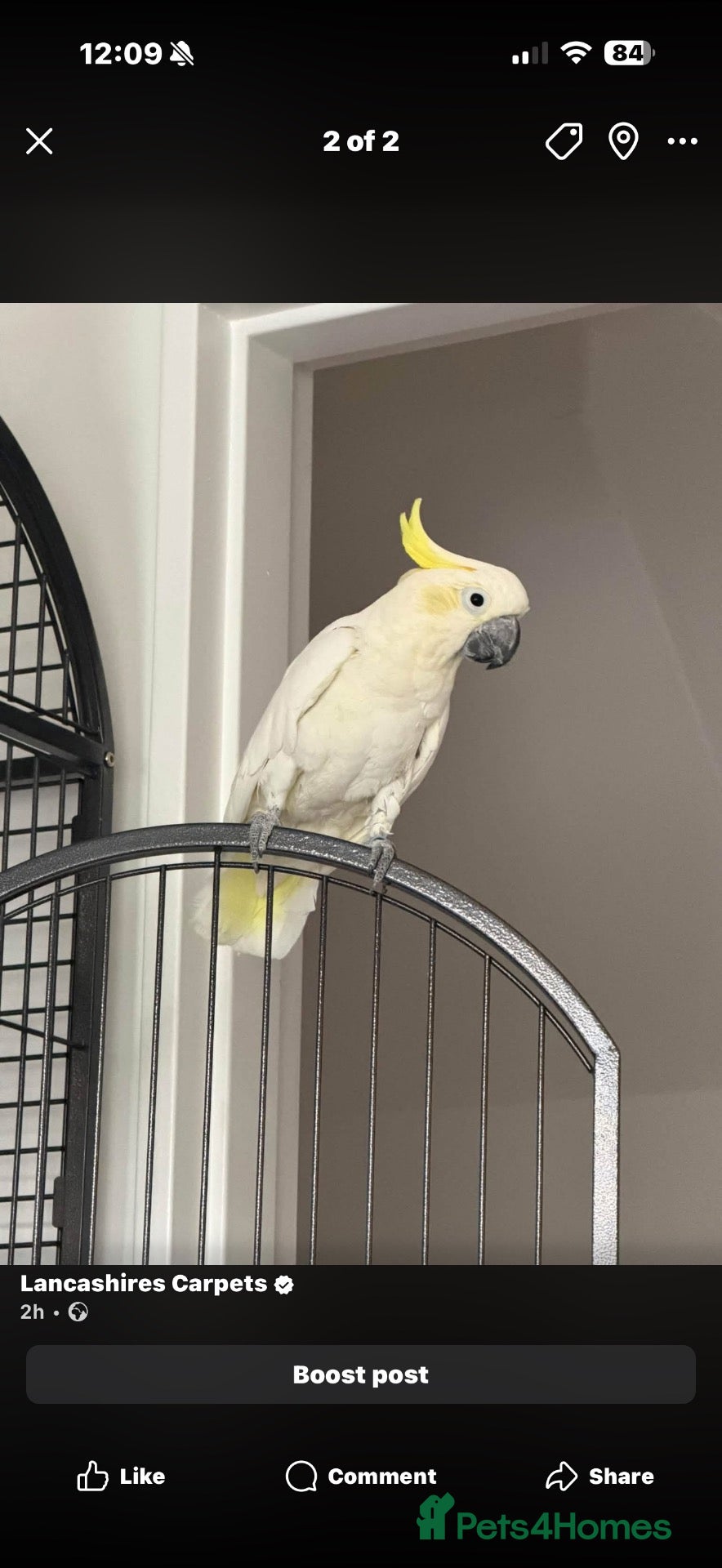 Cockatoo birds for sale: Sulphur crested cockatoo  - Advert 2