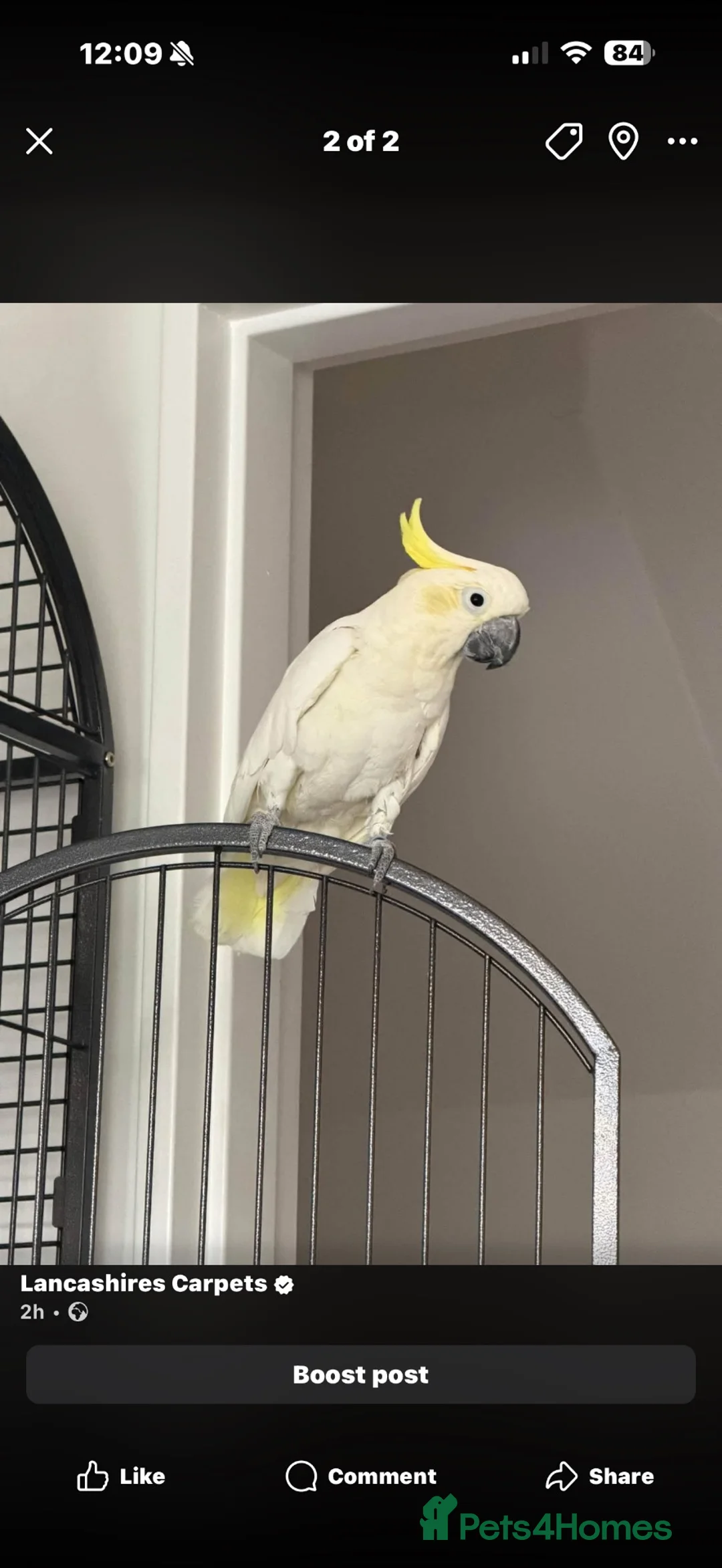 Cockatoo birds for sale: Sulphur crested cockatoo  - Advert 1