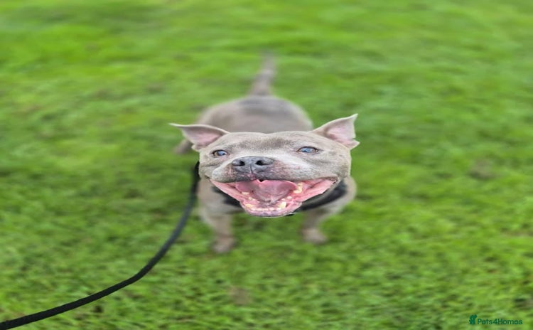 Staffordshire Bull Terrier dogs - Advert 12