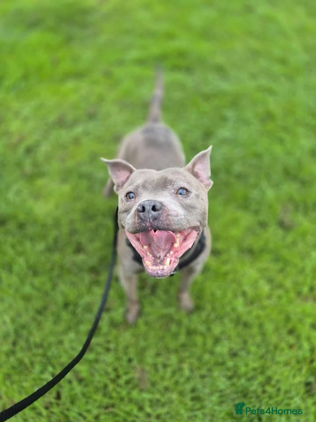 Staffordshire Bull Terrier dogs for adoption: BRANDY - 7 year old male Blue staffie - Image 1