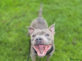 Staffordshire Bull Terrier dogs BRANDY - 7 year old male Blue staffie - Advert 4