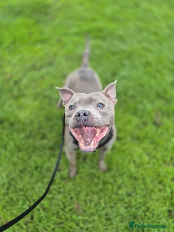 Staffordshire Bull Terrier dogs - Advert 1