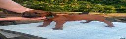 Rhodesian Ridgeback dogs for sale: Kc reg.health tested Rr puppies - Advert 17